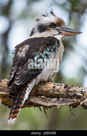 Blue-winged Kookaburra gesehen auf Fraser Island, Queensland, Australien. Stockfoto