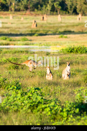 Wallabies in einen Acker mit Termite Hügel nach hinten. Northern Territory, Australien Stockfoto