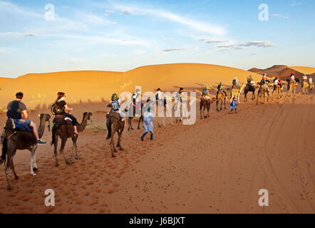 Safari trekking touren Kamele in der Wüste Sahara Marokko Merzouga Stockfoto