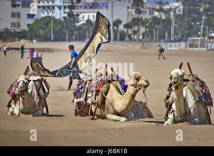 Kiteboarding Kitesurfen Kite boarding Surfen Surf Board Essaouira Insel Sonnenuntergang Lounch Land Lounching die Landung Stockfoto