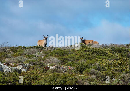 Ein paar auf einem Bergrücken Fynbos in Südafrika Eland stehen Stockfoto