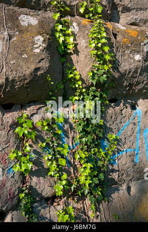 Ivy (Hedera Helix) an der Wand eines alten Aquädukts im Park des Aquädukts (Parco degli Acquedotti), Rom, Latium, Italien Stockfoto