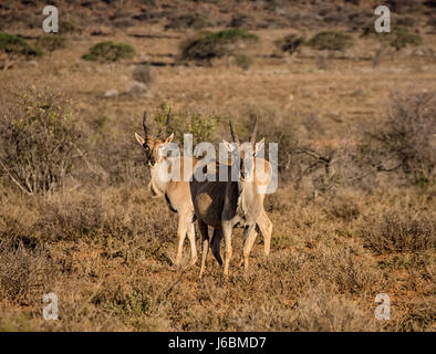 Juvenile Eland Bullen im südlichen afrikanischen Savanne Stockfoto