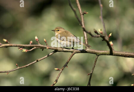 Zilpzalp - Phylloscopus collybita Stockfoto