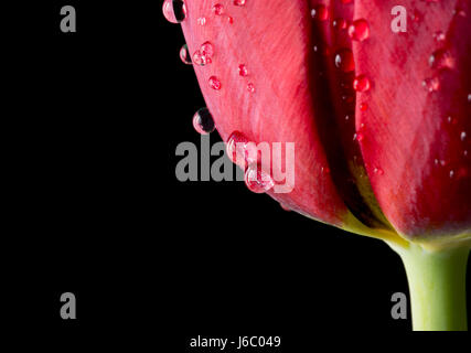 Nahaufnahme rote Tulpe mit Wassertropfen auf schwarz Stockfoto