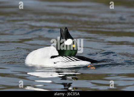 Goldeneye - Bucephala Clangula - Anzeige männlich Stockfoto