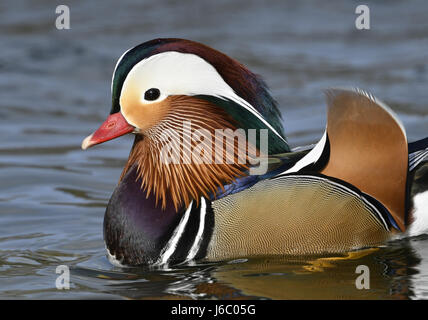 Mandarinenten - Aix Galericulata - männlich Stockfoto