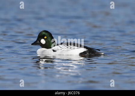 Goldeneye - Bucephala Clangula - männlich Stockfoto