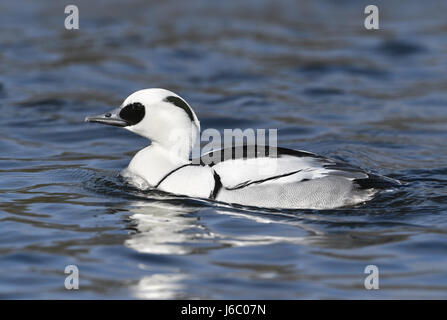 Zwergsäger - Mergus Albellus - männlich Stockfoto