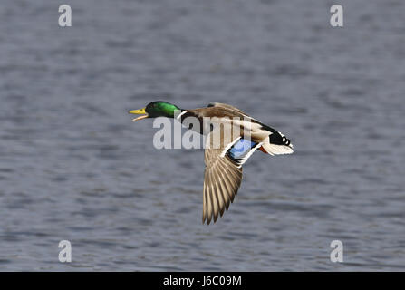 Stockente - Anas Platyrhynchos - Männlich Stockfoto