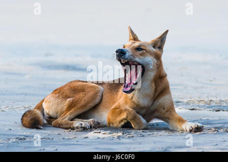 Dingo am 75 Mile Beach, Fraser Island, Queensland, Australien. Stockfoto