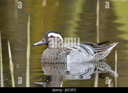 Garganey - Anas Querquedula - männlich Stockfoto