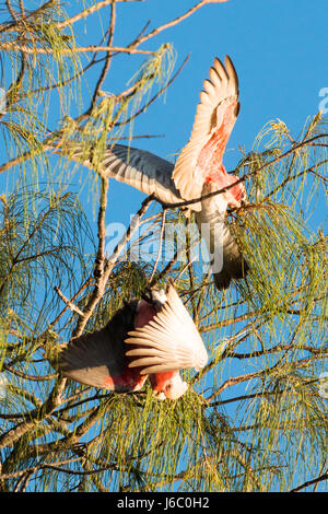 Rosakakadu, Rose-breasted Cockatoo, Galah Cockatoo, rosigen Kakadu oder rosa und grau (Eolophus roseicapillus Stockfoto