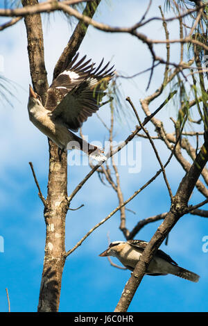 Kookaburra in den Bäumen in Byron Bay, New South Wales, Australien Stockfoto