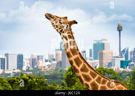 Giraffe im Taronga Zoo mit Skyline von Sydney. Australien. Stockfoto