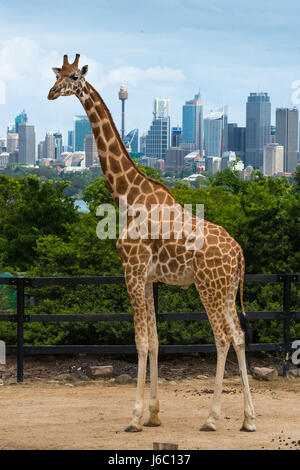 Giraffe im Taronga Zoo mit Skyline von Sydney. Australien. Stockfoto