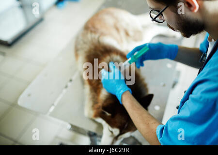 Tierarzt-Arzt mit Spritze Impfung kranken Patienten Stockfoto