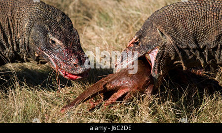 Komodo-Drachen fressen ihre Beute. Indonesien. Komodo-Nationalpark. Stockfoto