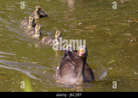 Mutter und Küken Graugänsen an Slimbridge Stockfoto