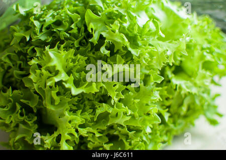 Reihe von rohen Bio grüne Frisee Salat hautnah. Selektiven Fokus. Stockfoto