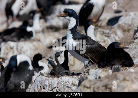 König Kormoran, blauäugige Kormoran oder White-bellied Shag, Leucocarbo Atriceps Albiventer, Falkland-Inseln Stockfoto