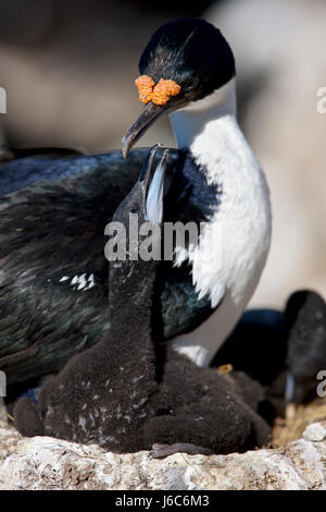 König Kormoran, blauäugige Kormoran oder White-bellied Shag, Leucocarbo Atriceps Albiventer, Falkland-Inseln Stockfoto