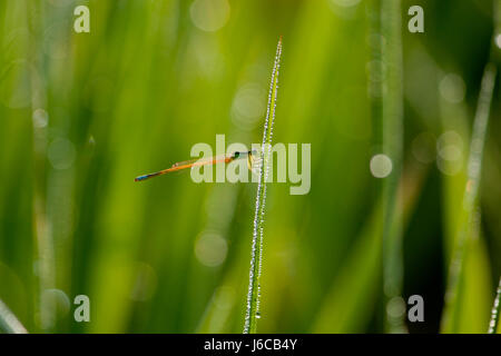 Eine blaue tailed Damselfly sitzt schweigend auf eine Wiese mit einer Kette von Tautropfen stecken, um es in ein Reisfeld Stockfoto