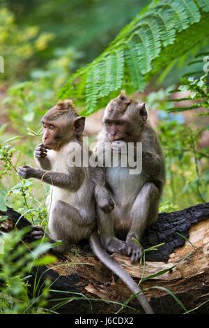 Zwei Makaken sitzen auf einem Baum. Indonesien. Die Insel Bali. Stockfoto