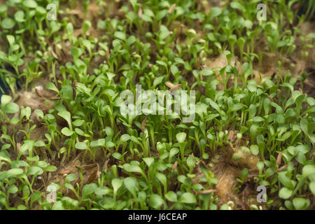 Kleine Sämlinge (mögliche micro Grüns für die Küche) von Löwenzahn/Taraxacum officinale. Stockfoto