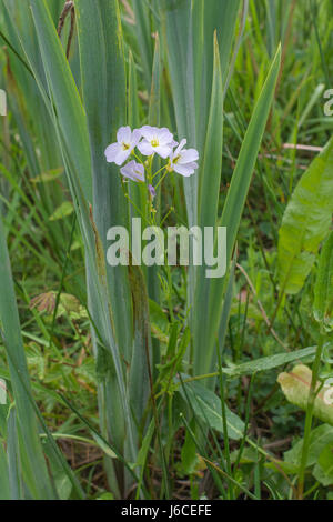 Blumen für die Dame - Kittel/Cuckooflower/Cardamine pratensis gesehen mit den Blättern der Gelbe Schwertlilie (Iris pseudochorus). Stockfoto