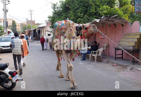 Mann führt Kamel durch Downtown in Pushkar, Indien. Stockfoto