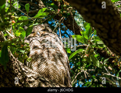 Nahaufnahme von spotted Eagle Owl, Bubo Africanus, thront auf Niederlassung in Kirstenbosch National Botanical Garden, Cape Town, Western Cape, Südafrika Stockfoto