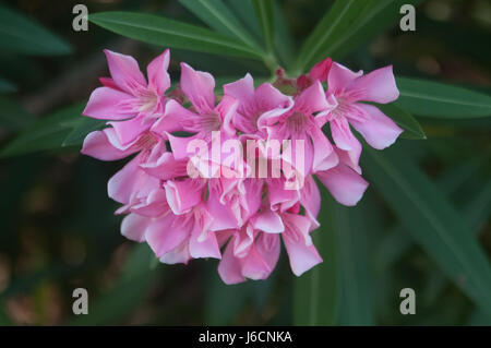 Rosa Blume Stockfoto