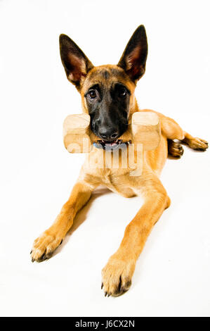 Malinois im apportierbung Stockfoto