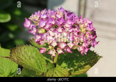 Leuchtend rosa Hortensia-Blütenkopf blüht mit einer Gruppe von rosa Einzelblüten, die in einem Shropshire-Garten, England, blühen. Stockfoto