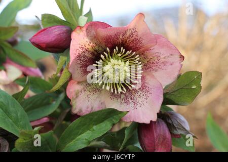 Einzelne rote rosa Nieswurz Blüte, Lentern Rose, Helleborous, blühen im zeitigen Frühjahr, Shropshire, England. Stockfoto