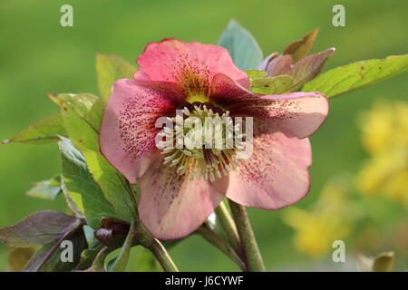 Einzelne rote rosa Nieswurz Blüte, Lentern Rose, Helleborous, blühen im zeitigen Frühjahr, Shropshire, England, auf einem natürlichen grünen Hintergrund. Stockfoto