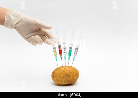 GVO-Experiment Wissenschaftler Injektion von Flüssigkeit in Kartoffel auf weißem Hintergrund Stockfoto