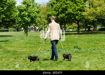 Ein Mann seine Hunde im Regent's Park in London, England, Vereinigtes Königreich, Großbritannien Stockfoto