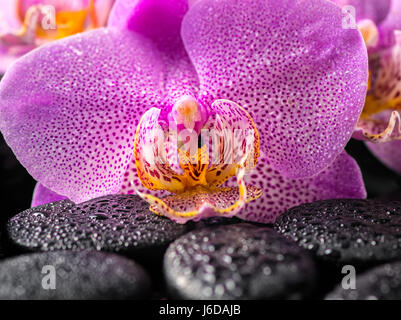 Nahaufnahme eines schönen blühenden Zweig lila Orchidee Blume mit Wassertropfen und Zen Basaltsteinen, Spa-Konzept Stockfoto