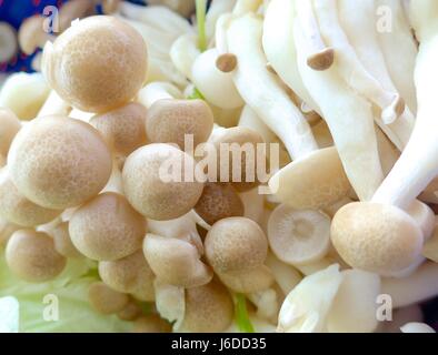 Pilze-Closeup auf Teller im restaurant Stockfoto