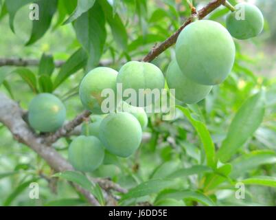 Rohe Pfirsiche Closeup an einem Baum hängen Stockfoto