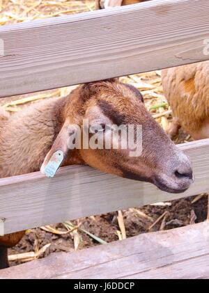 Kamerun Schafe Closeup in Taiwan Stockfoto