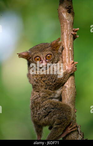 Tarsius sitzt auf einem Baum im Dschungel. Nahaufnahme. Indonesien. Sulawesi Island. Stockfoto