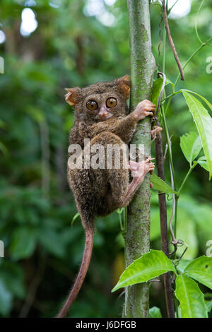 Tarsius sitzt auf einem Baum im Dschungel. Nahaufnahme. Indonesien. Sulawesi Island. Stockfoto