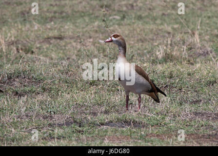 Nilgans ansehen unter den niedrigen Rasen am Ufer des Sees an einem heißen Tag Stockfoto