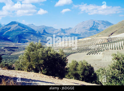 Olivenhain. Sierra Magina Nature Reserve, Provinz Jaen, Andalusien, Spanien. Stockfoto