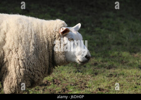 Wollige Merinoschafe Ewe, Ovis Aries, in einem Feld, die Seite des Kopfes und der Schulter anzeigen Stockfoto