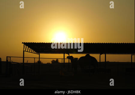 Gelb-weiße Sonne untergeht unter gewelltem Dach eines Kamelschutzes mit offenen Seiten, mit zwei einbuckligen arabischen Kamelen, Alpha Tours Desert Camp, Dubai, Vereinigte Arabische Emirate Stockfoto