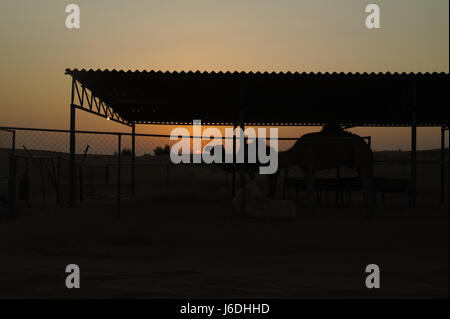 Silhouetten von zwei einbuckligen Kamelen in einem offenen, seitlichen Unterschlupf, in Richtung der roten Sonne, die unter dem Horizont sinkt, vor dem Alpha Desert Camp, Dubai, VAE Stockfoto